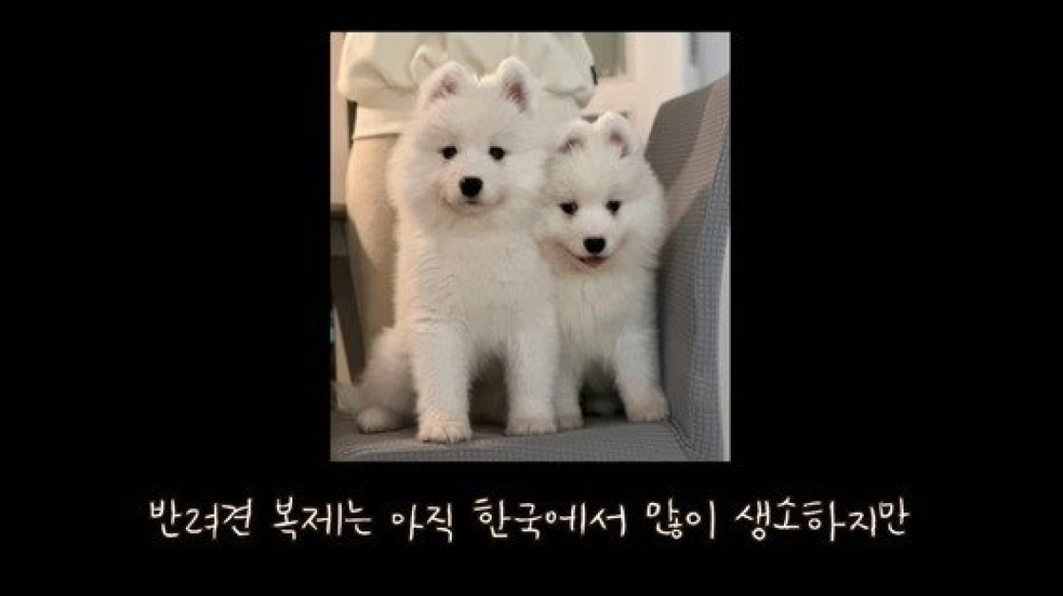 죽은 강아지 '티코'의 복제견들. 사진 '사모예드 티코' 유튜브 영상 캡처