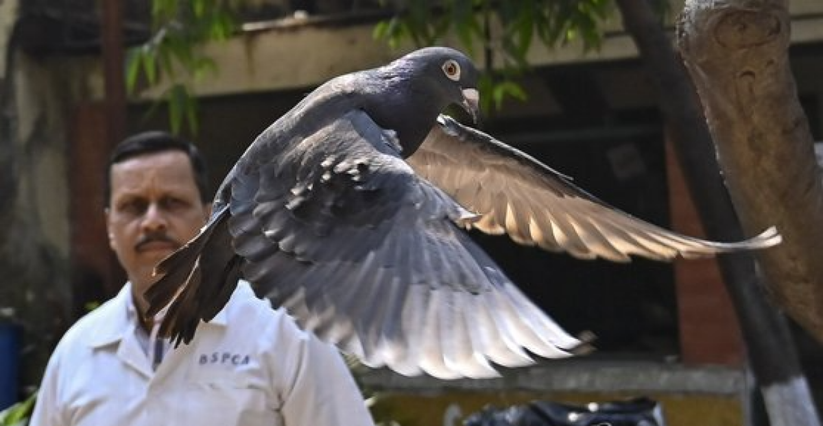 인도 경찰에 '중국 간첩'으로 오인받아 붙잡혀 갇힌 생활을 해온 비둘기가 8개월만인 지난달 30일 뭄바이에서 풀려나고 있다. AP=연합뉴스