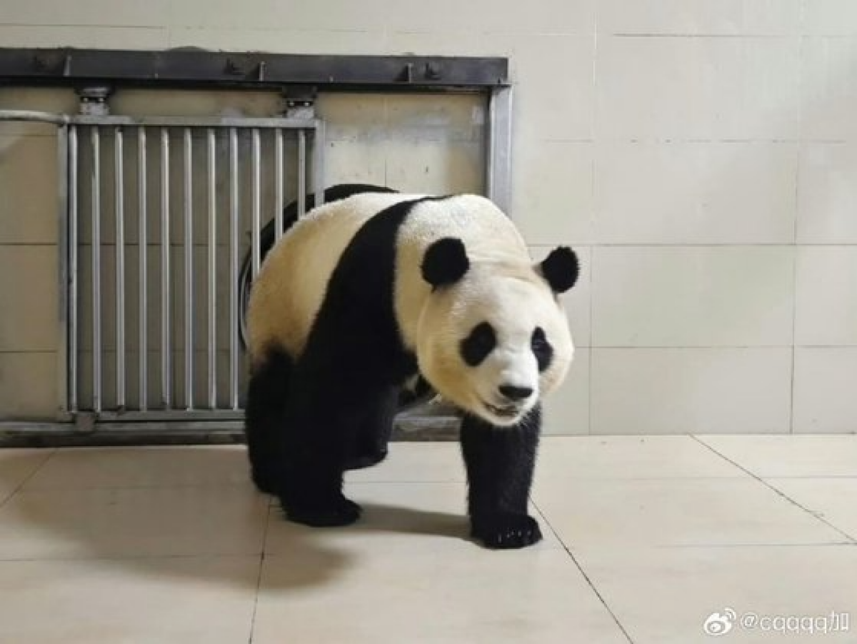 중국판다보호연구센터는 웨이보(微博·중국판 엑스)를 통해 지난 4일 자이언트 판다 '푸바오'가 워룽중화자이언트판다원(臥龍中華大熊猫苑) 선수핑기지(神樹坪基地)의 격리·검역 구역에 들어가는 모습을 공개했다. 중국판다보호연구센터 웨이보 캡처