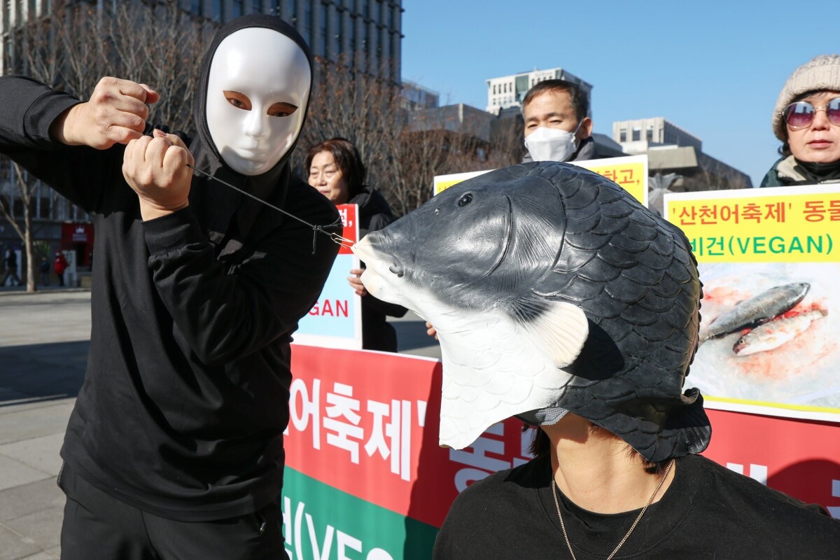 한국채식연합 관계자들이 지난 12일 오후 서울 종로구 광화문광장에서 열린 ‘산천어축제 동물학대 중단, 채식 촉구 기자회견’에서 산천어에 낚시 바늘을 꿰는 퍼포먼스를 하고 있다. 뉴스1