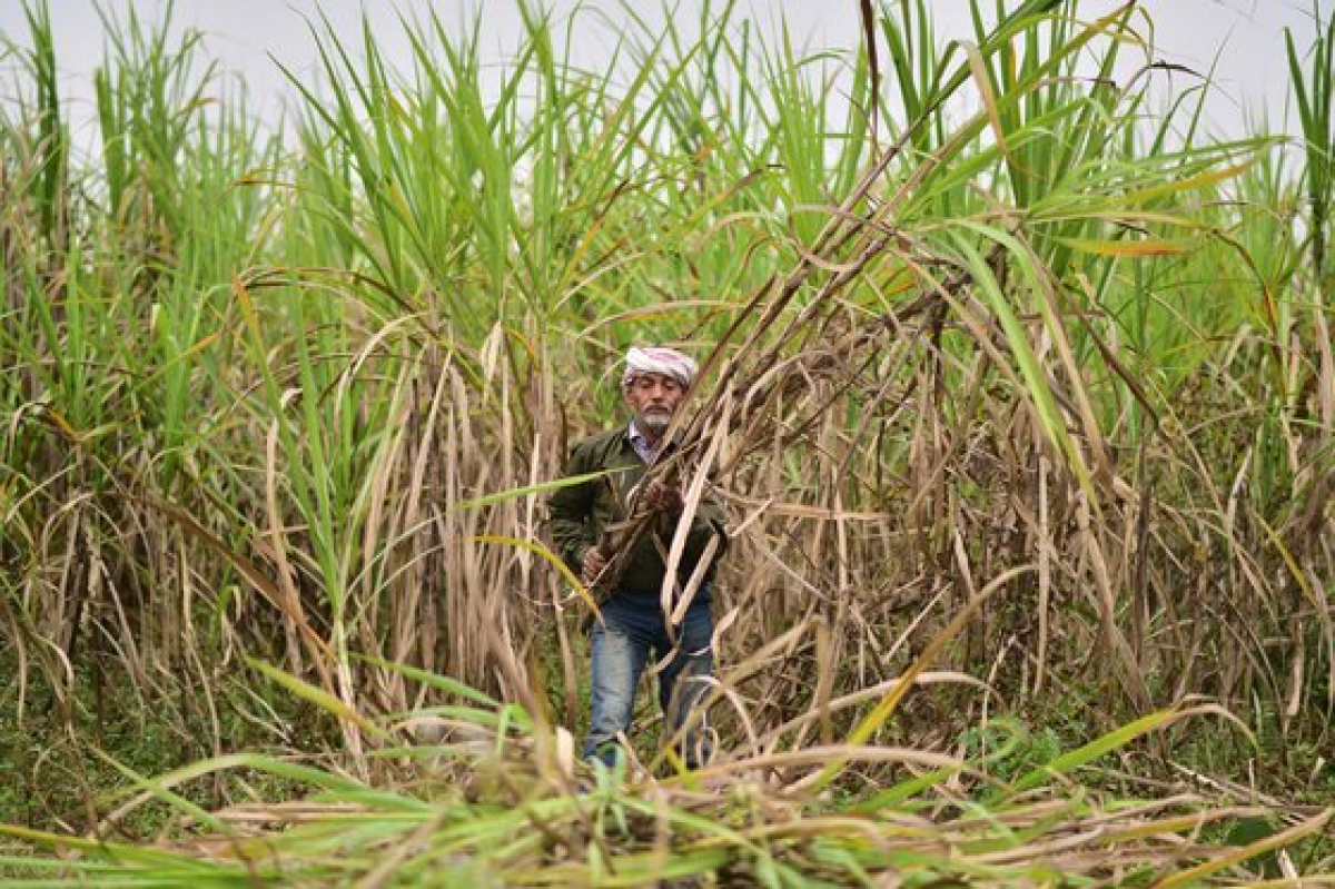 한 농부가 인도 북동부 지역에서 설탕의 원료인 사탕수수를 수확하고 있다. 신화통신=연합뉴스