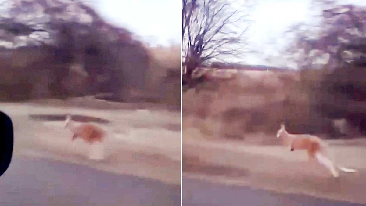 동물원서 ‘껑충’ 직원 머리 위를 날아올라 도망친 캥거루 한 마리가 윈체스터 로드를 뛰고 있다. 사진 CBC 홈페이지 영상 캡처