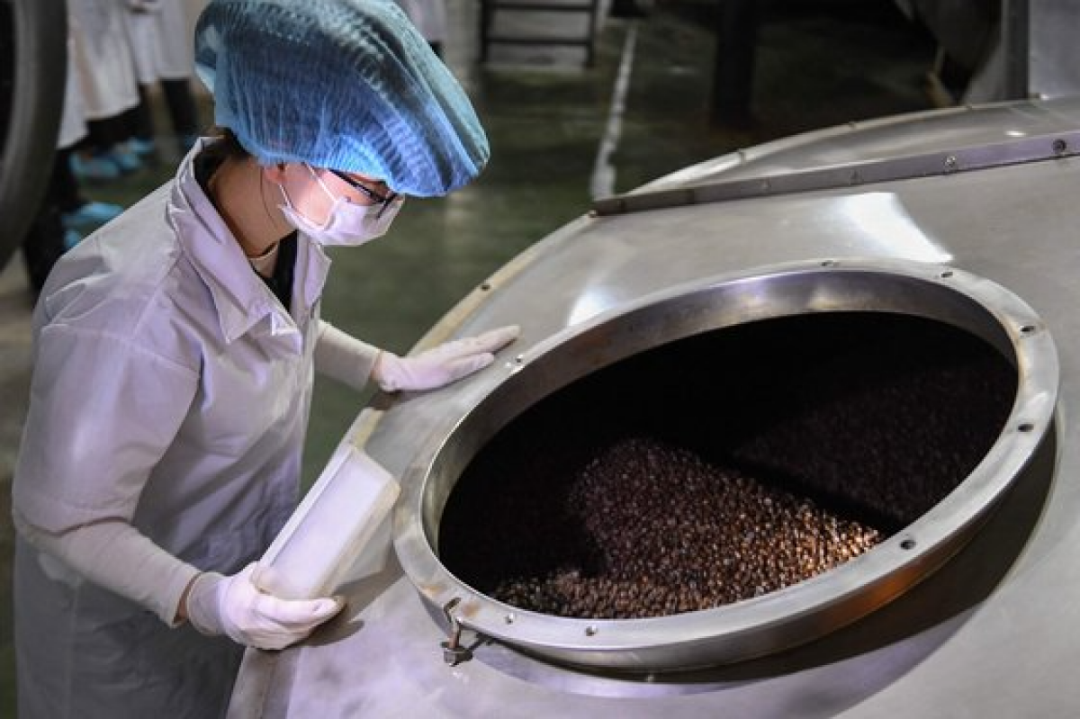 베트남의 한 커피 로스팅 공장에서 원두를 확인하는 모습. AFP=연합뉴스