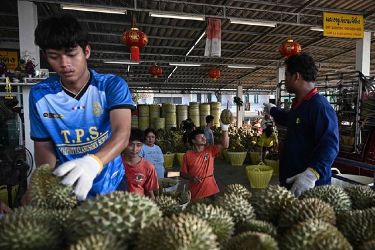 태국의 한 과일 도매 시장. 이른 폭염으로 '과일의 왕'이라 불리는 두리안의 수확량이 크게 줄어들었다. AFP=연합뉴스