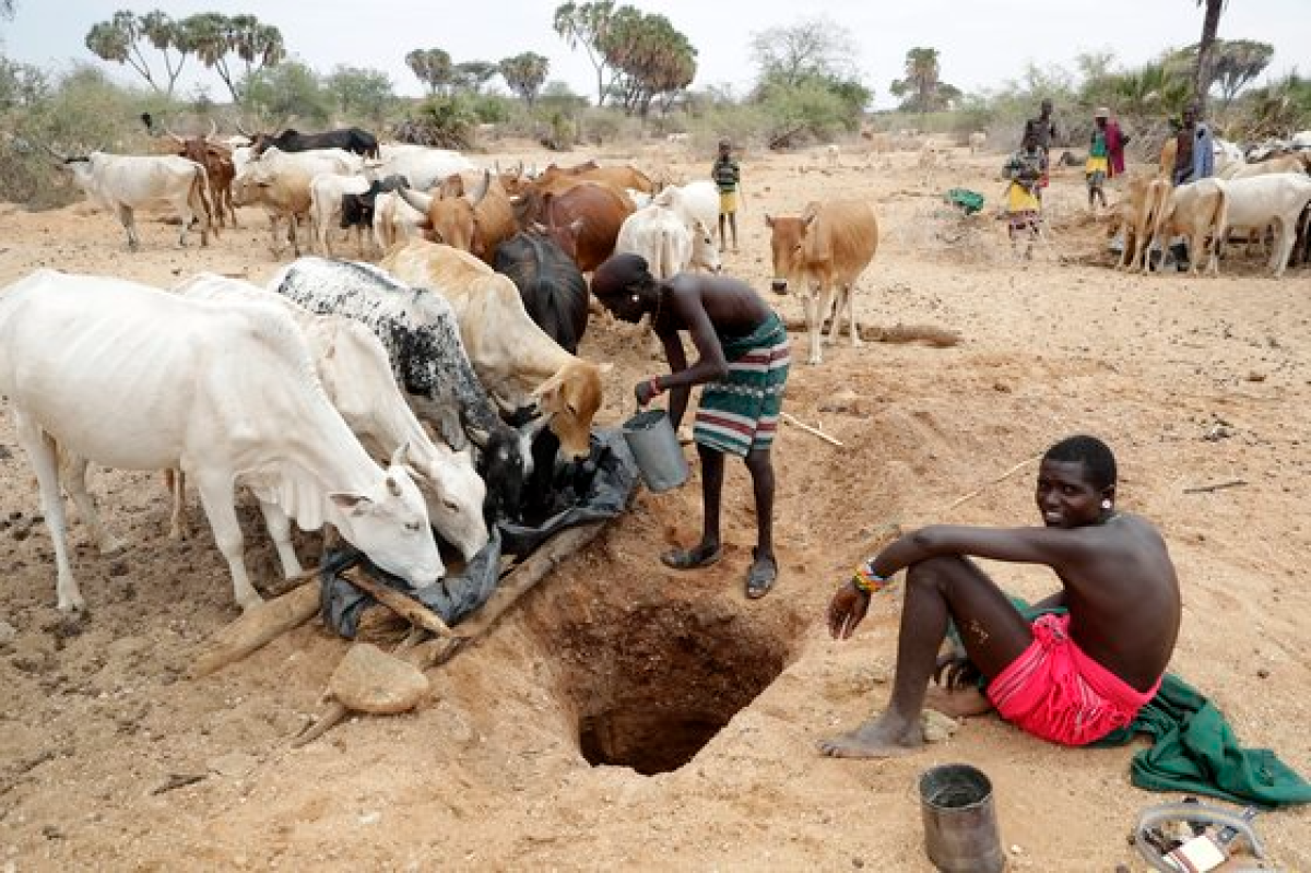 지난 10월 케냐 삼부루 지역에서 지역 주민들이 소들에게 마실 물을 주고 있다. AP= 연합뉴스