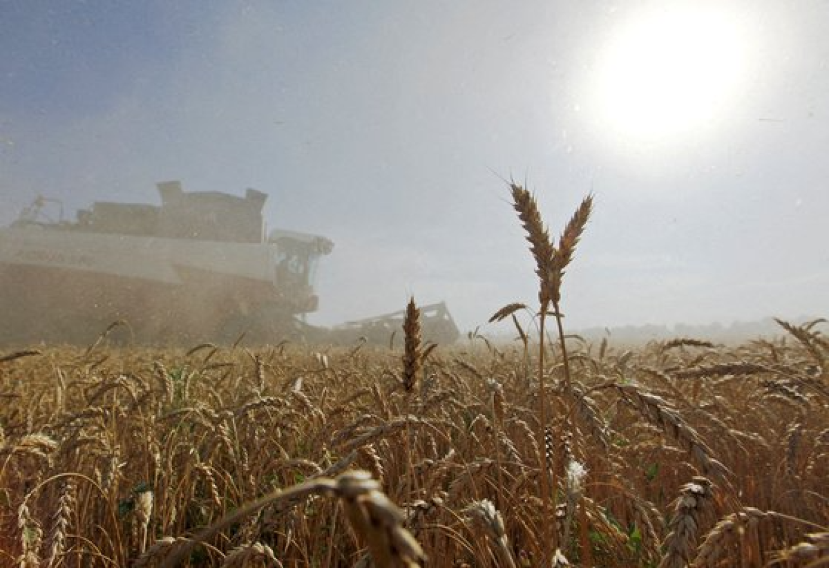 러시아의 우크라이나 침공으로 올들어 밀 가격이 급등했다. 로이터=연합뉴스
