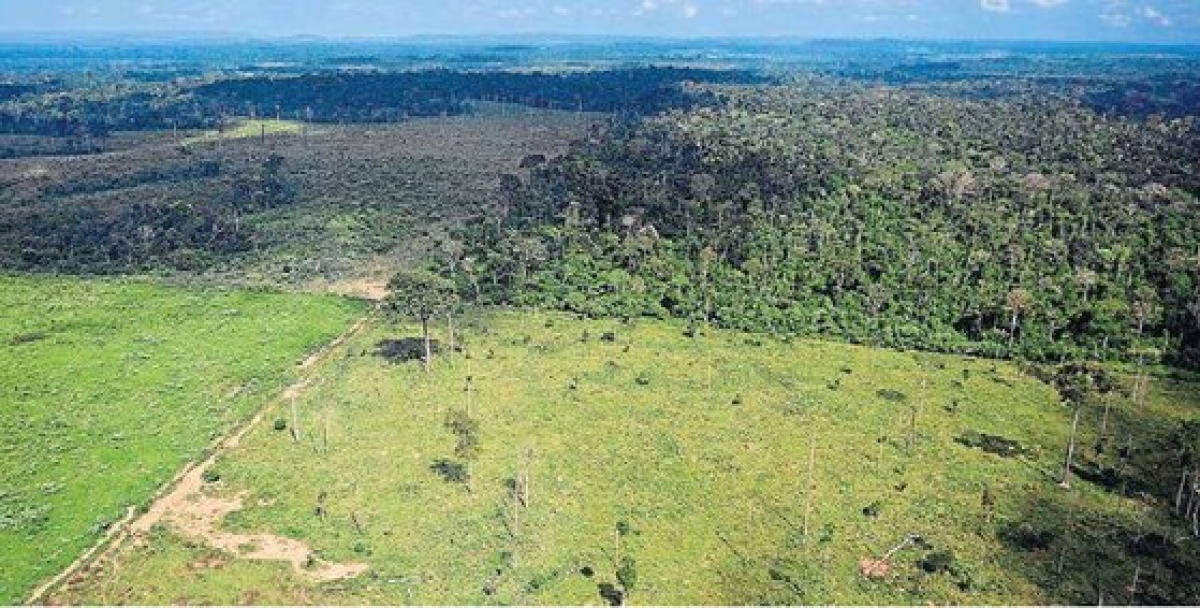 불법벌목 등으로 아마존 열대우림 파괴가 빠르게 진행되는 것으로 나타났다. 브라질 일간 에스타두 지 상파울루=연합뉴스