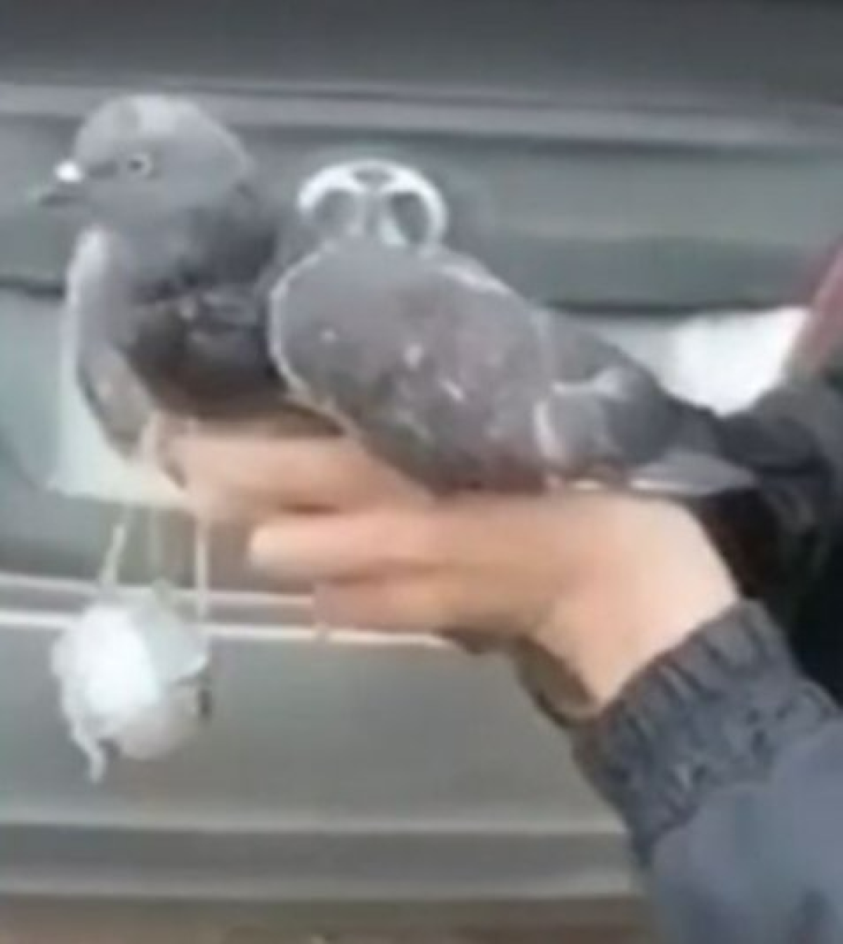 지난해 12월29일 캐나다 브리티시컬럼비아주에 위치한 연방 교도소에서 필로폰 꾸러미를 몸통에 매단 비둘기 한 마리가 붙잡혔다. 사진 CBC 뉴스 영상 캡처