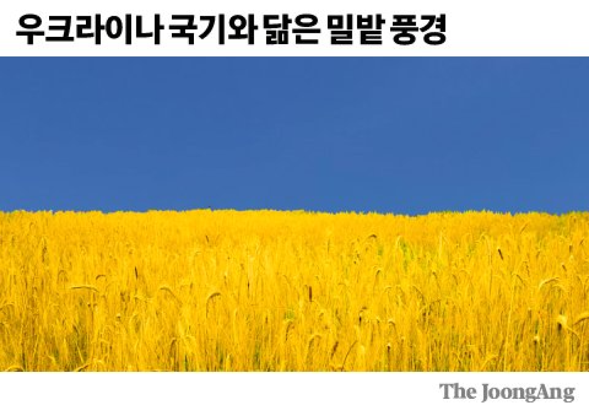 우크라이나 국기와 닮은 밀밭 풍경 그래픽=김주원 기자 zoom@joongang.co.kr