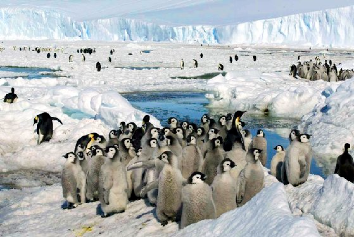 남극에서 황제펭귄 새끼들이 함께 서있는 모습. AP=연합뉴스