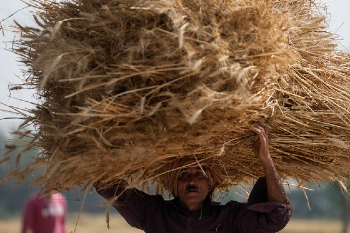 인도에서 밀을 수확하고 있다. AP=연합뉴스