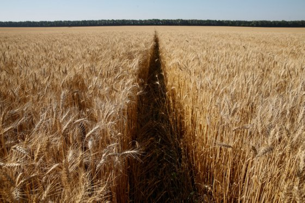 우크라이나의 밀밭. [로이터=연합뉴스]