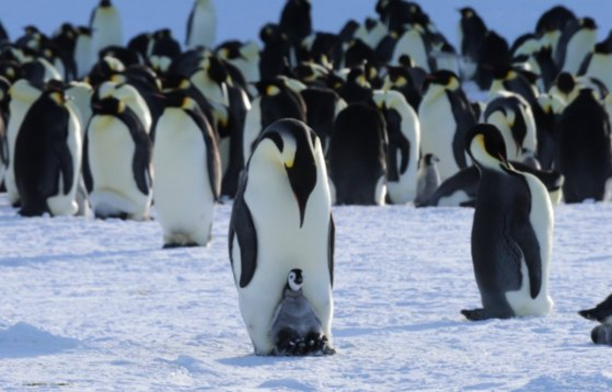 호주 남극 프로그램의 X(옛 트위터)에 게재된 남극에 서식 중인 황제펭귄 무리. 사진 호주 남극 프로그램 X 캡처