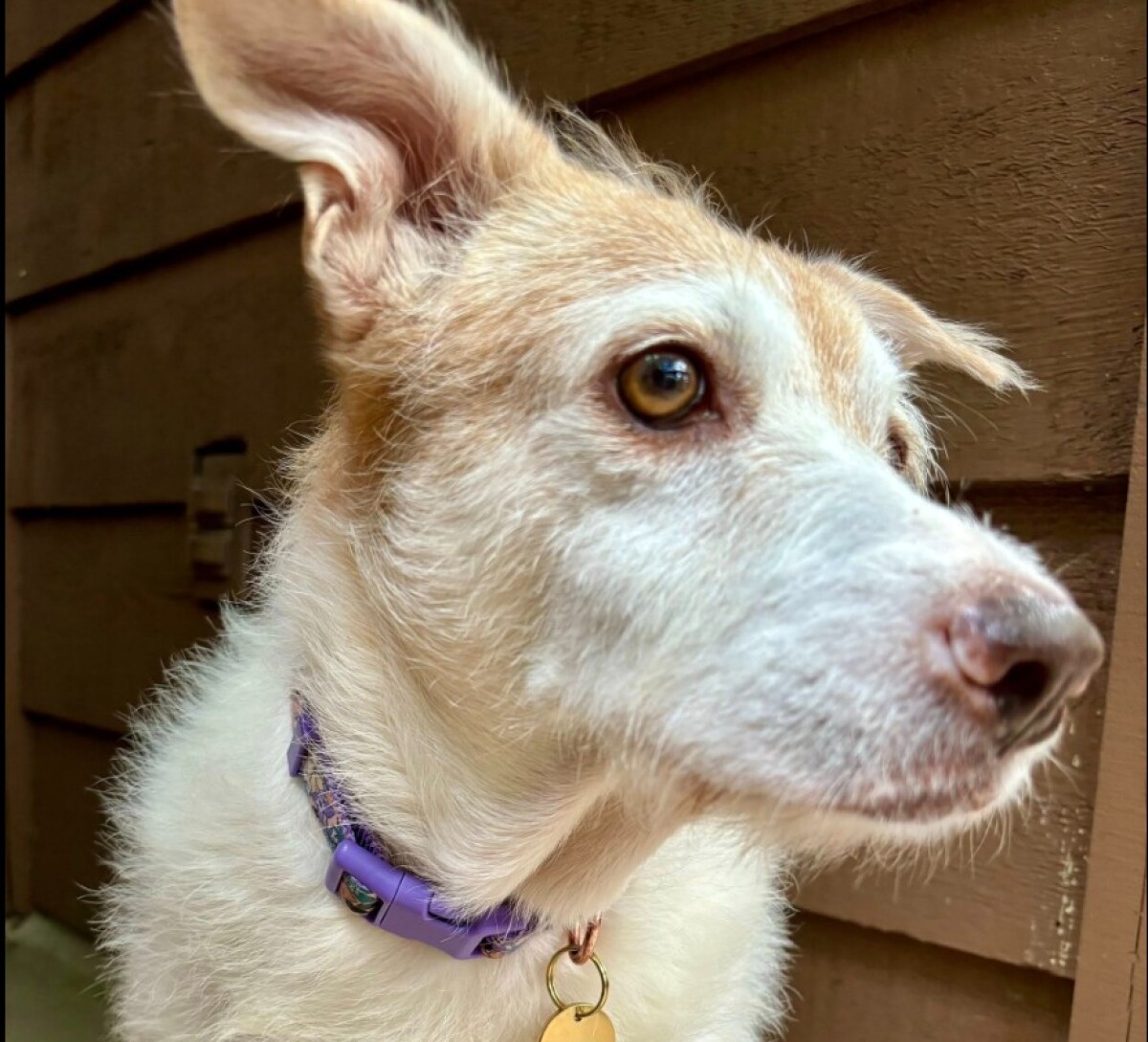 반려견 탄 SUV 통째로 도난……견주는 '철렁', 강아지는 '무사' \u003e 밴쿠버 중앙일보 뉴스 | 밴쿠버 중앙일보, image size:1200x1089