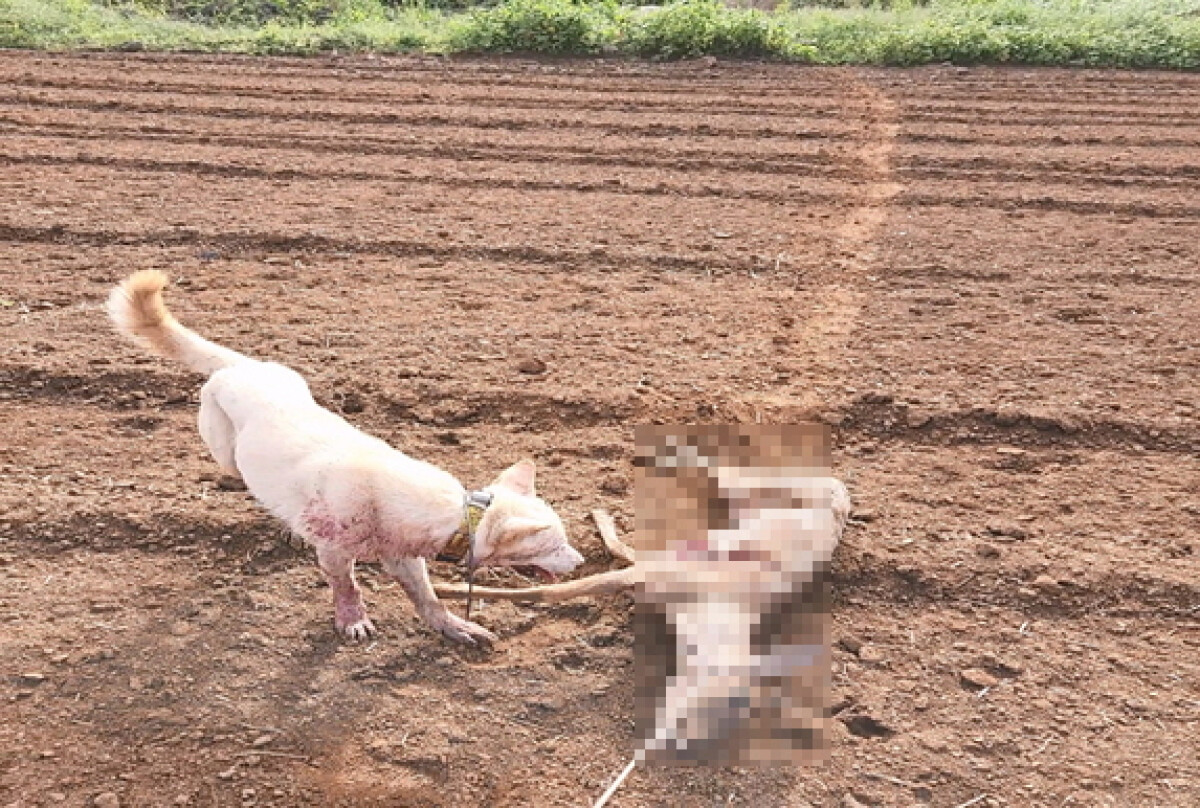 이게 인간이 할 짓이냐\, image size:1200x808