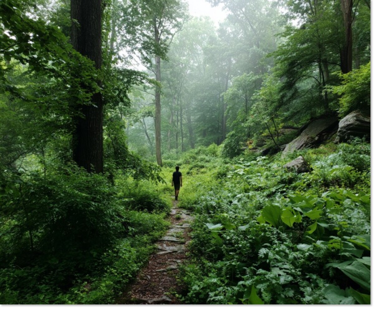 2만 8,000달러 벌금 받으러 숲속으로